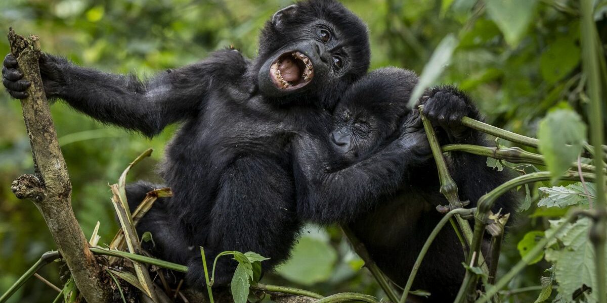 Uganda gorilla Safaris in 2024