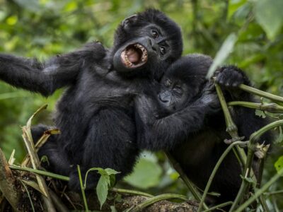 Uganda gorilla Safaris in 2024