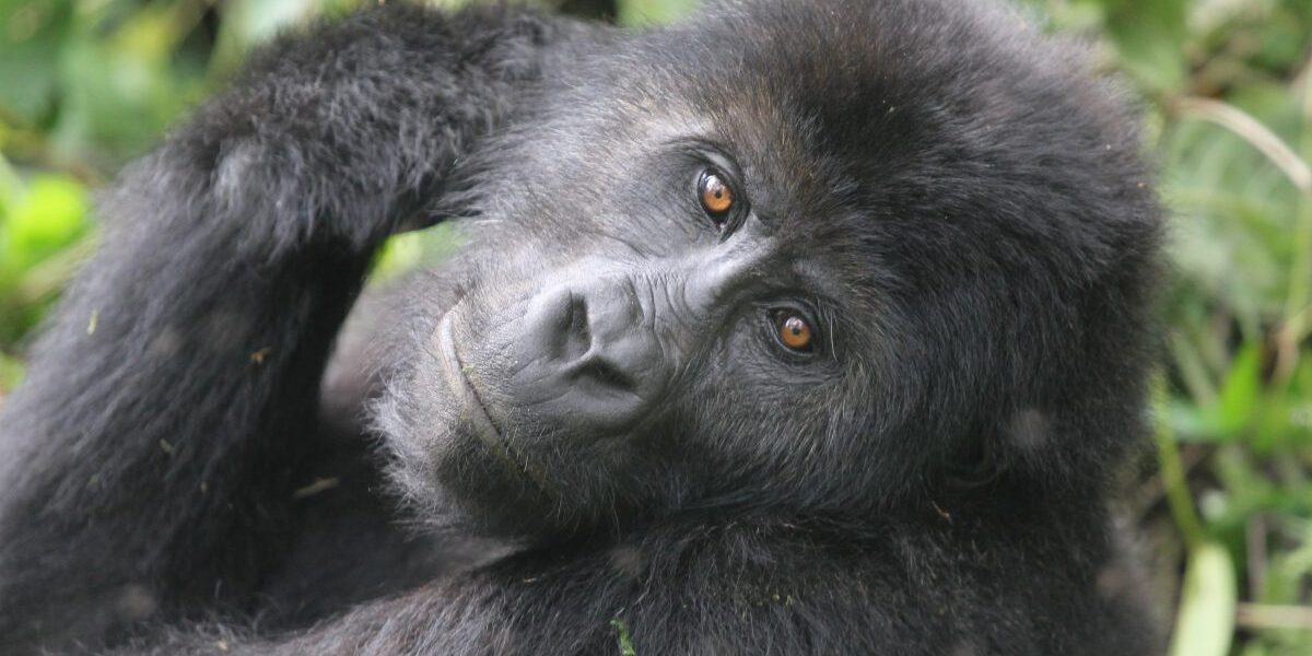 What is the price of a # days Budget Uganda Gorilla Trekking Safari in 2024 - 2025