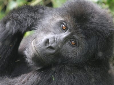 What is the price of a # days Budget Uganda Gorilla Trekking Safari in 2024 - 2025