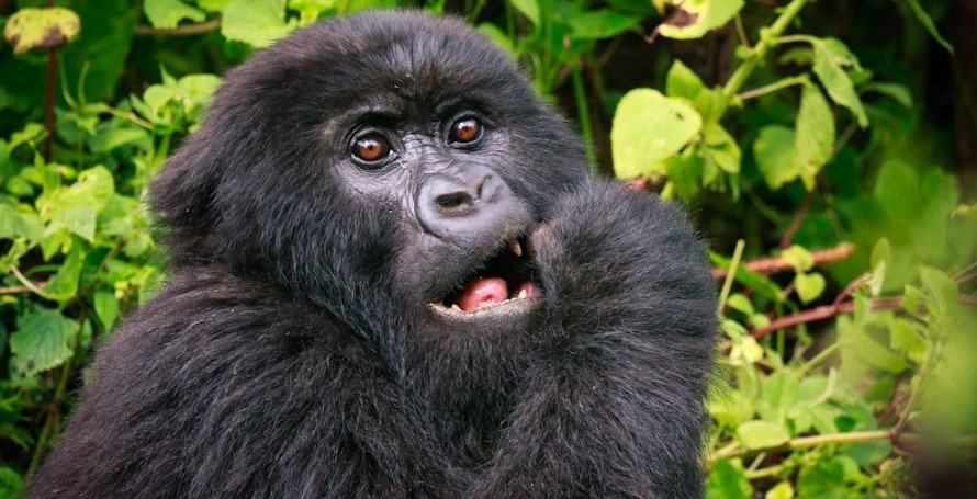 price-of-a-3-Days-Budget-Gorilla-Trekking-Safari-in-2025