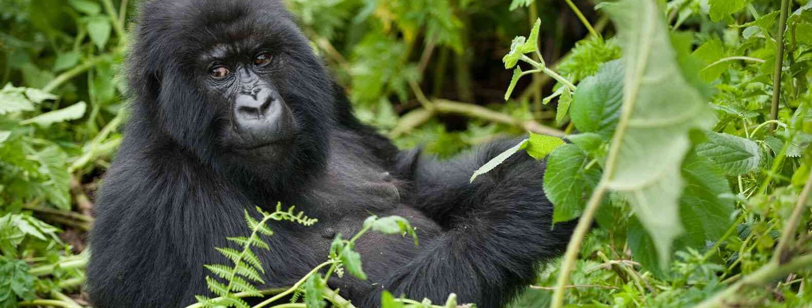 the easiest way to book a gorilla Permit in 2023