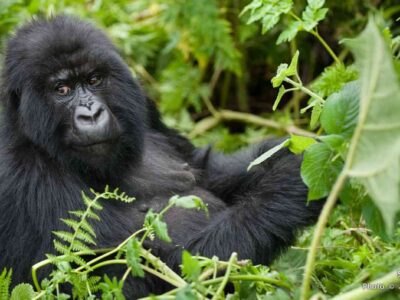 the easiest way to book a gorilla Permit in 2023