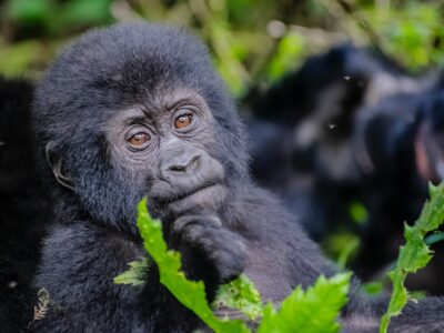 How-to-plan-a-gorilla-safari-in-2025
