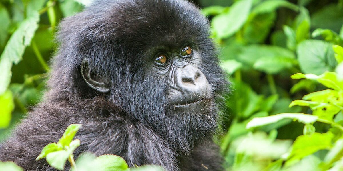 Planning a Gorilla Safari in 2024