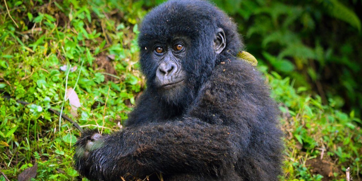 Uganda Gorilla Permits in 2024