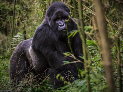 Uganda gorilla trekking Safari in 2024