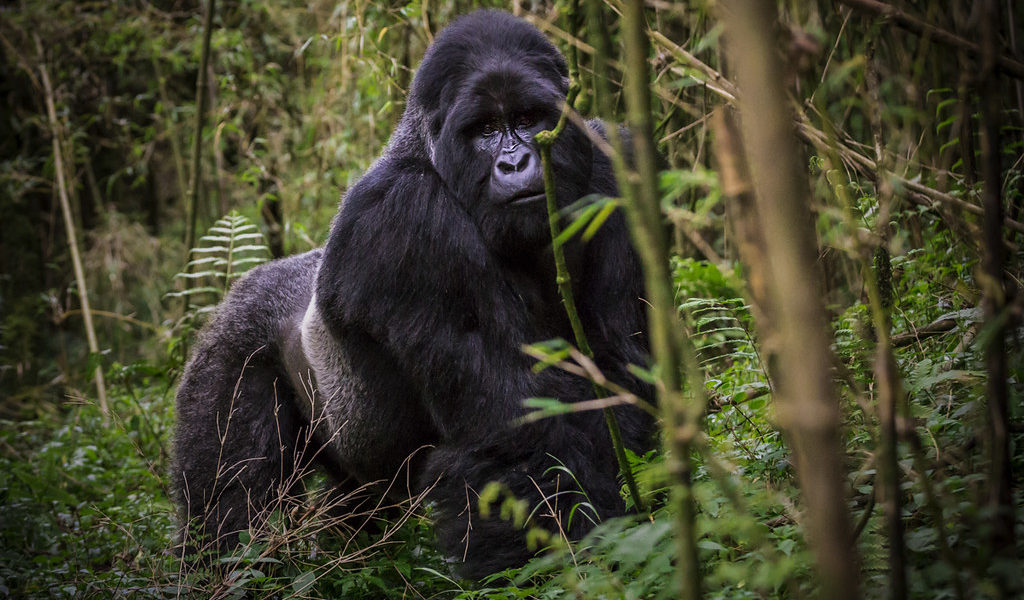 Uganda gorilla trekking Safari in 2024