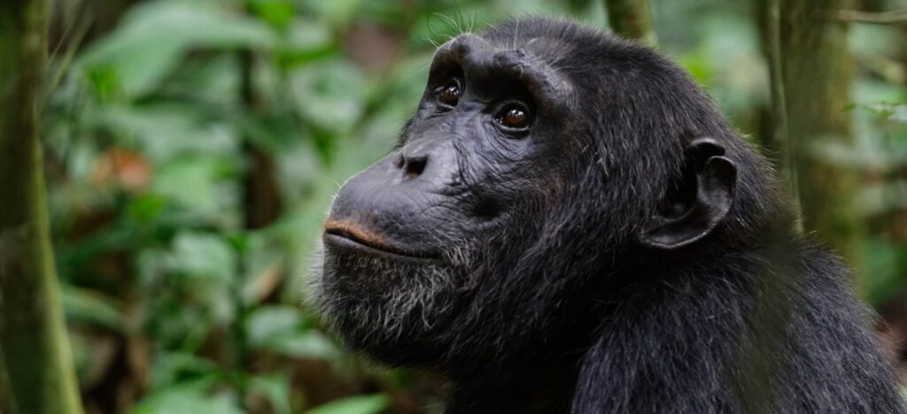 Cost-of-a-chimpanzee-tracking-permit-in-Budongo-Forest