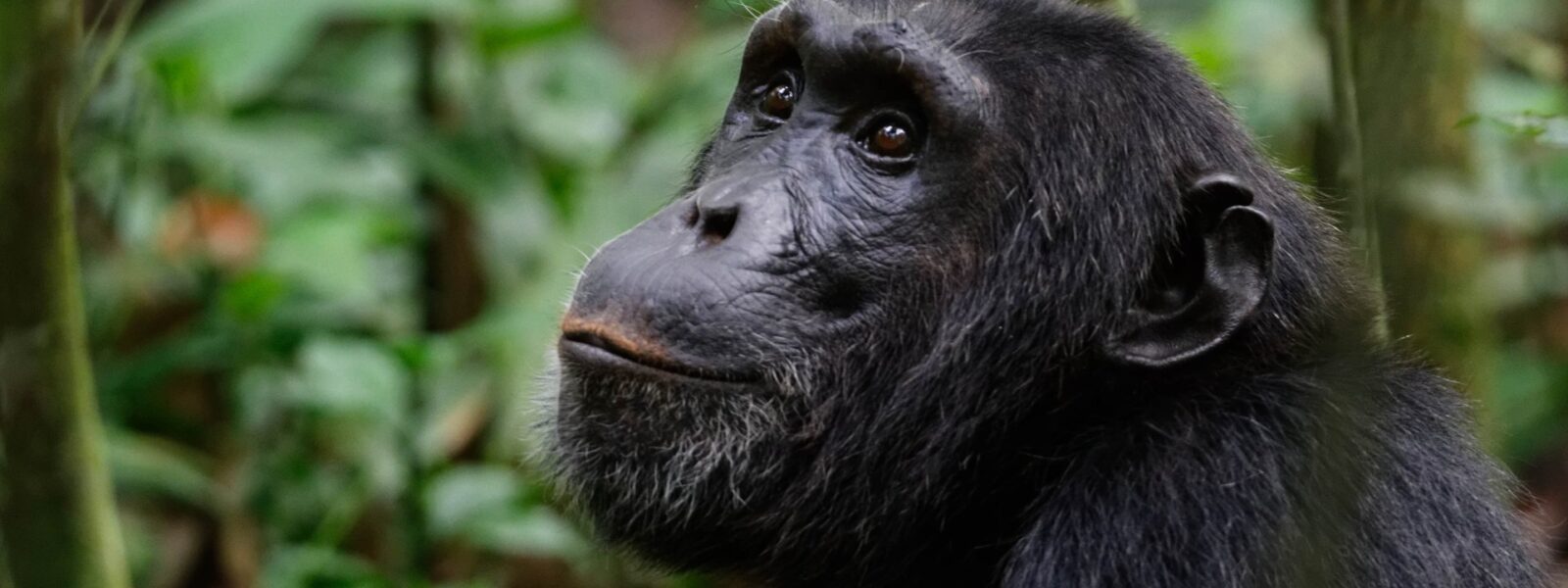 Cost-of-a-chimpanzee-tracking-permit-in-Budongo-Forest