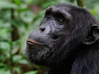 Cost-of-a-chimpanzee-tracking-permit-in-Budongo-Forest