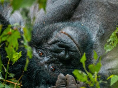 Who has the Most mountain gorillas