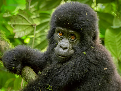 Why is Uganda the best place to see Gorillas in Africa