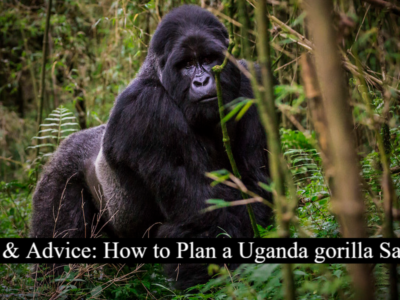 Planning a Uganda Gorilla Safari