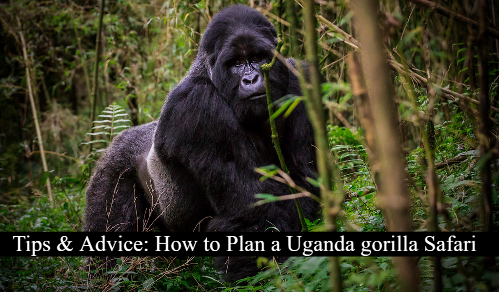 Planning a Uganda Gorilla Safari
