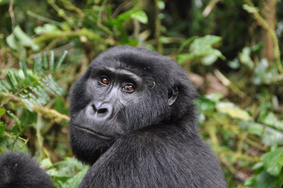 minmum age for gorilla trekking in Uganda is now 12 years