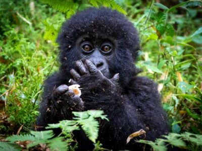 mountain gorilla Population in Africa
