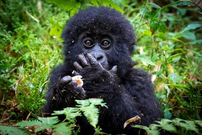 mountain gorilla Population in Africa