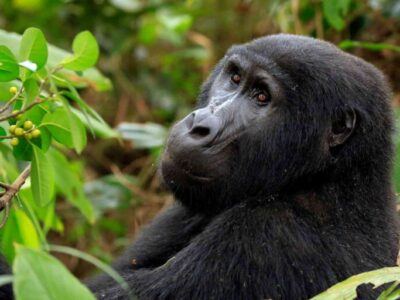 what is the price of a 3 days Budget gorilla safari in 2026