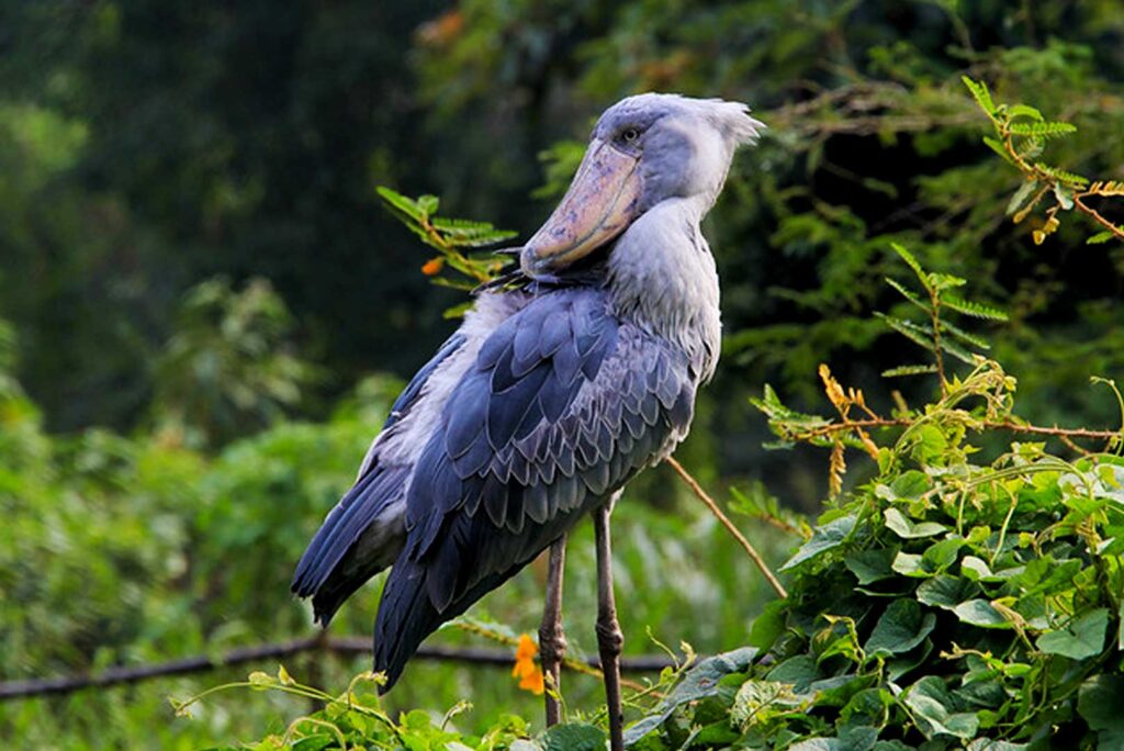 Best time of the day to track the shoebill in Mabamba Swamp