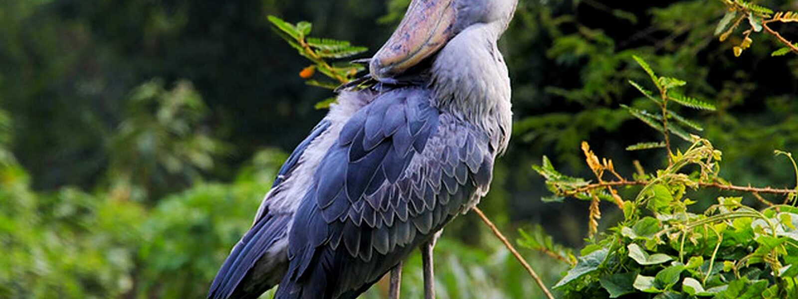 Best time of the day to track the shoebill in Mabamba Swamp