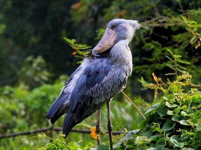 Best time of the day to track the shoebill in Mabamba Swamp