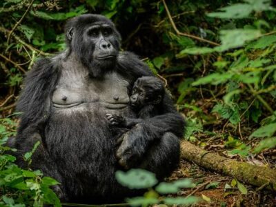 Price of a Budget Uganda Gorilla Safari in 2025