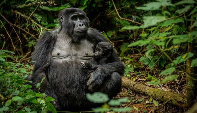 Price of a Budget Uganda Gorilla Safari in 2025