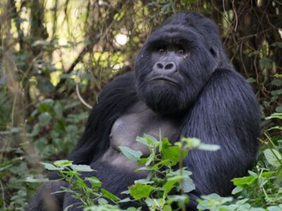 price of a Budget Uganda gorilla Safari in 2024