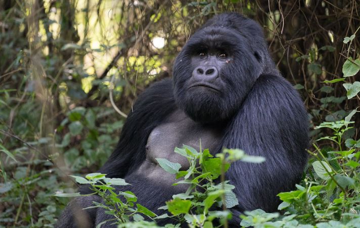 price of a Budget Uganda gorilla Safari in 2024