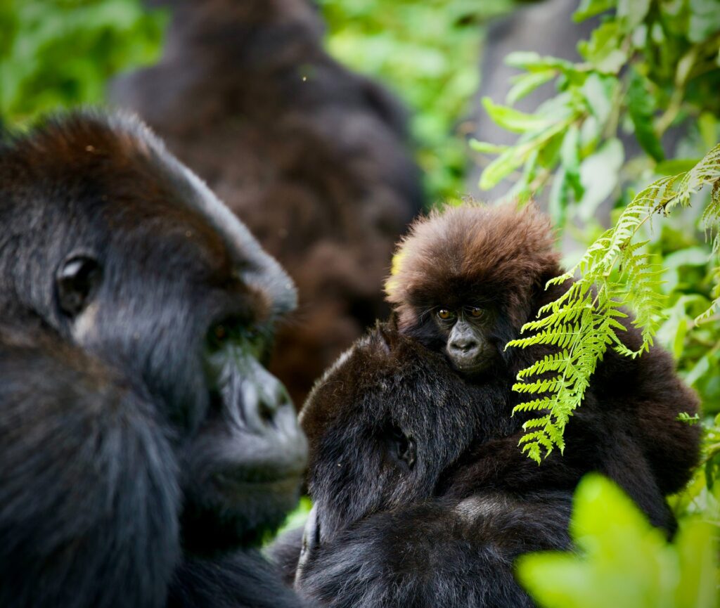 Cost of gorilla Trekking permits in Uganda | best price for gorilla trekking