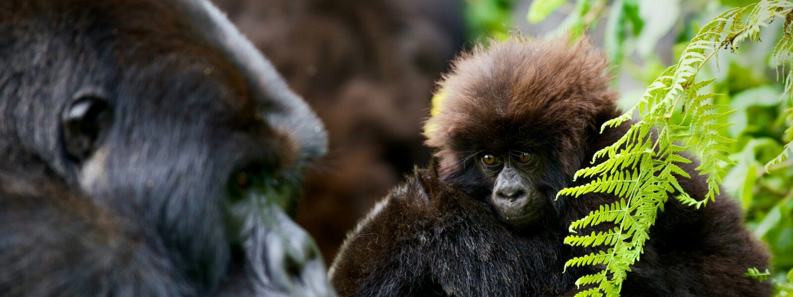 Cost of gorilla Trekking permits in Uganda | best price for gorilla trekking