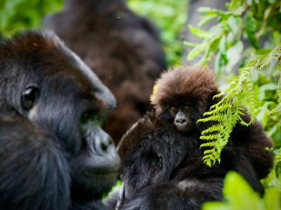 Cost of gorilla Trekking permits in Uganda | best price for gorilla trekking