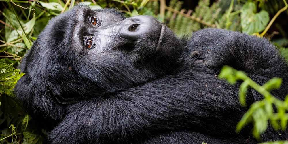 best time to go on a Budget gorilla Tour