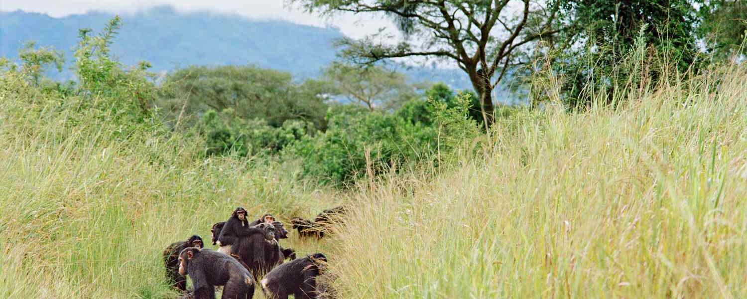 4-days-Safari-To-Queen-Elizabeth-National-Park-Staying-at-Tabingi-Safari-Lodge.