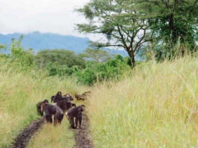 4-days-Safari-To-Queen-Elizabeth-National-Park-Staying-at-Tabingi-Safari-Lodge.