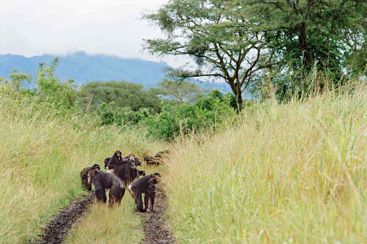 4-days-Safari-To-Queen-Elizabeth-National-Park-Staying-at-Tabingi-Safari-Lodge.