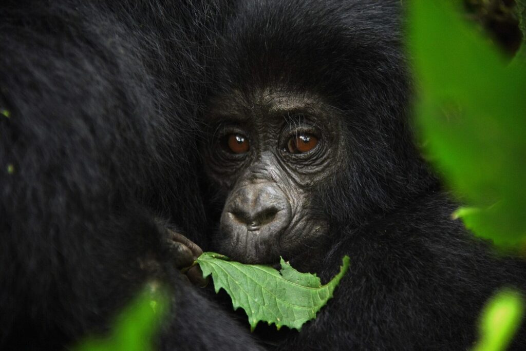Price of Uganda Gorilla Habituation permits in 2024 - 2026