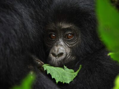 Price of Uganda Gorilla Habituation permits in 2024 - 2026