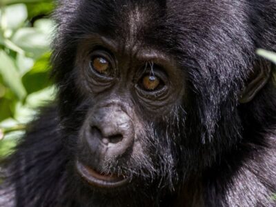 Best Offers for gorilla Trekking in 2024