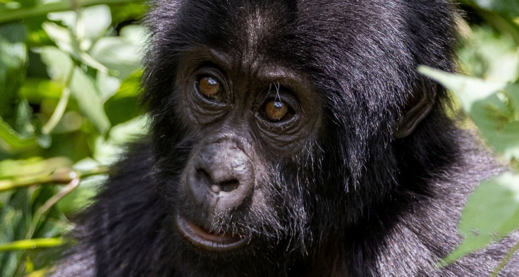 Best Offers for gorilla Trekking in 2024