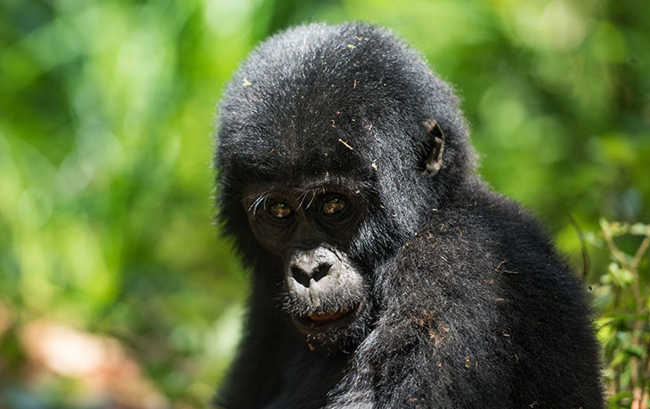 Budget Gorilla Tours to Bwindi in 2024