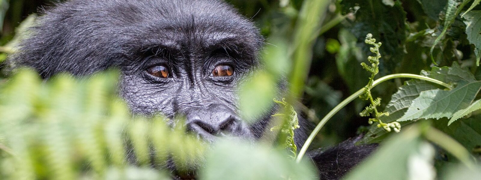 How many days do you need for gorilla trekking In Bwindi