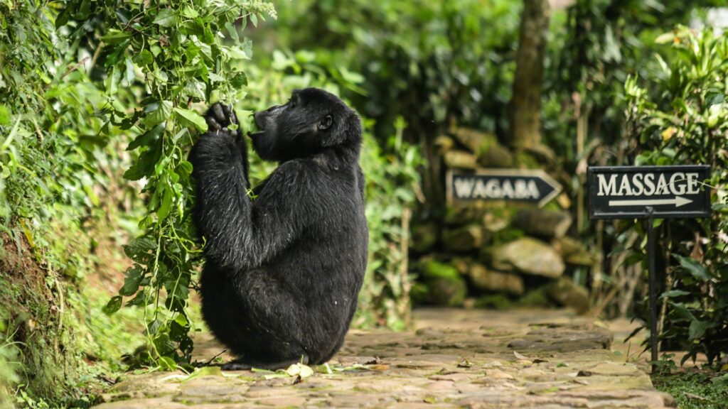 How to book a gorilla permit in 2024 - 2025