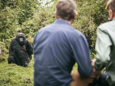 Price a 3 Day Budget Gorilla tour to Bwindi in 2024