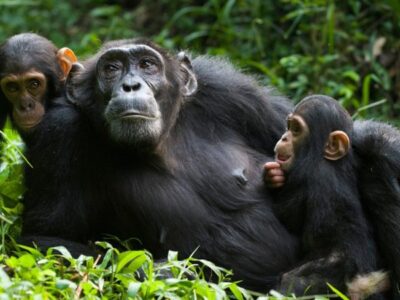 Price of chimpanzee permits for Budongo Forest