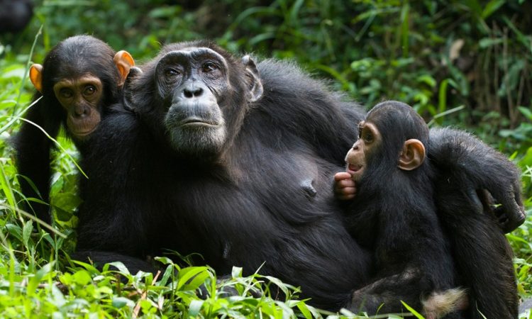 Price of chimpanzee permits for Budongo Forest
