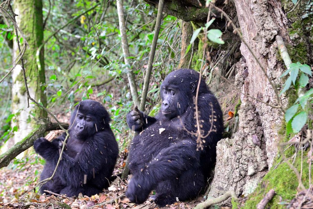 Recently Increased New Uganda Gorilla Permit Prices to start 01stApril2024.