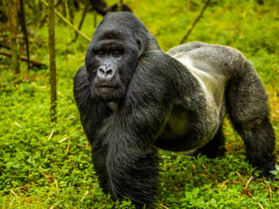 Uganda Gorilla Permit Price Increased from $700 to $800