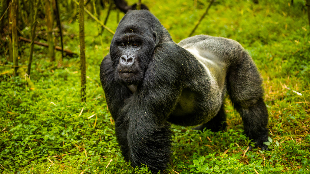 Uganda Gorilla Permit Price Increased from $700 to $800